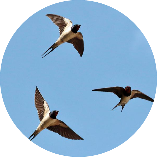 oiseaux migrateurs Andalousie