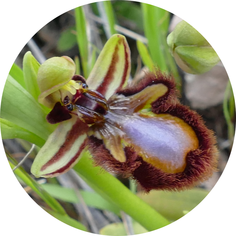 Ophrys speculum Grazalema