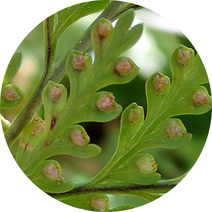 davallia canariensis, une fougère épiphyte en Andalousie