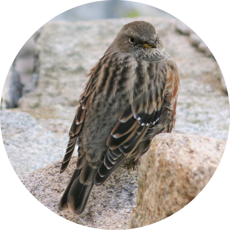 emberiza cia Malaga