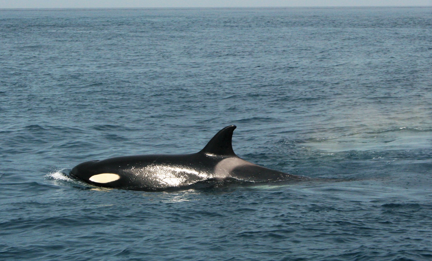 Orque, ou épaulard (Orcinus orca)