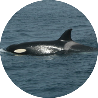 orque (Orcinus orca) en Espagne