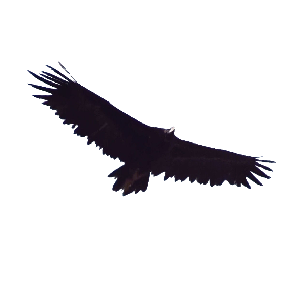 Cinereous vulture (Aegypius monachus): raptor of Mediterranean woodlands