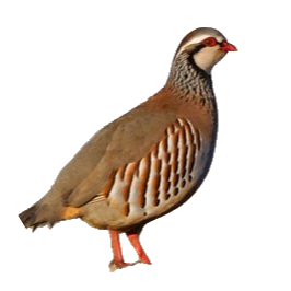 Perdiz roja (Alectoris rufa)