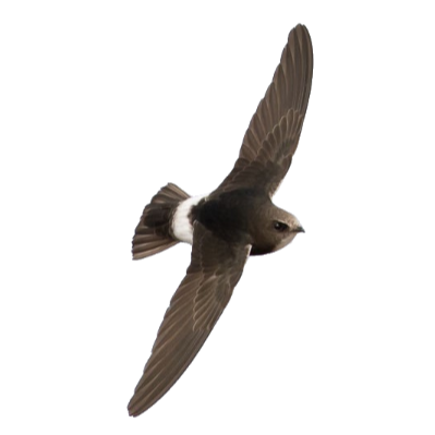 Little swift / Apus affinis