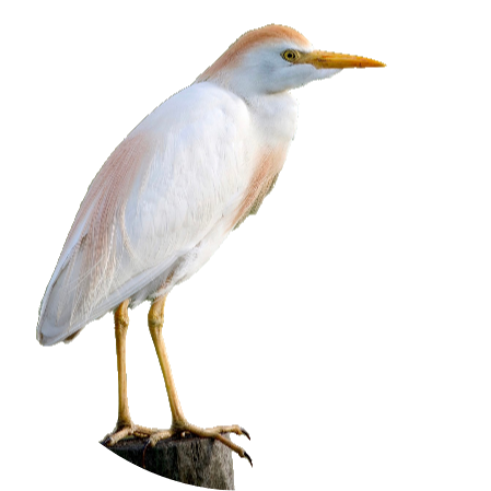 Héron Garde-boeufs - Bubulcus ibis, pajareras