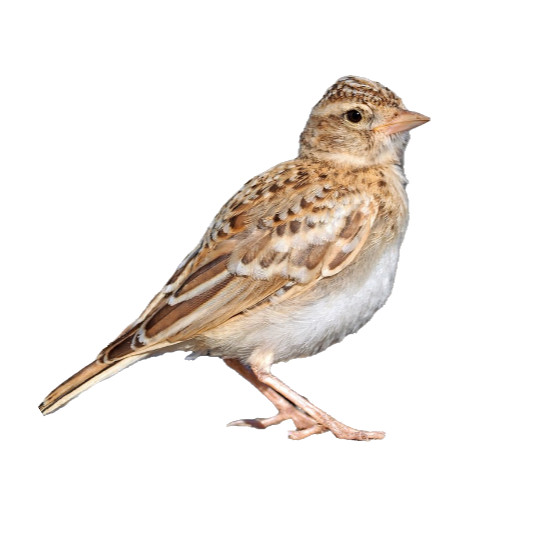 Terrera común (Calandrella brachydactyla)