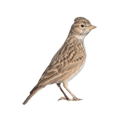 Terrera marismeña (Calandrella rufescens)