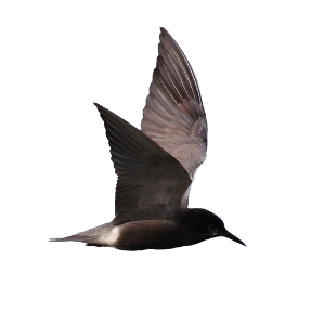 Black tern - Chlidonias niger