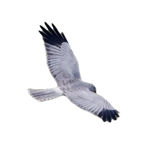 Aguilucho pálido (Circus cyaneus)