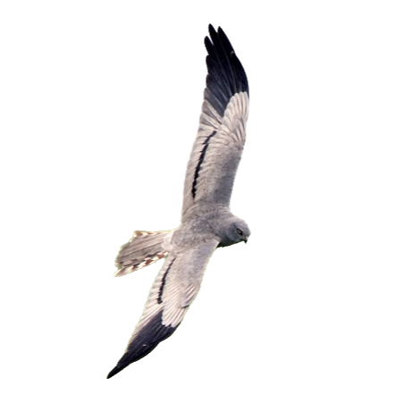 Aguilucho cenizo (Circus pygargus)