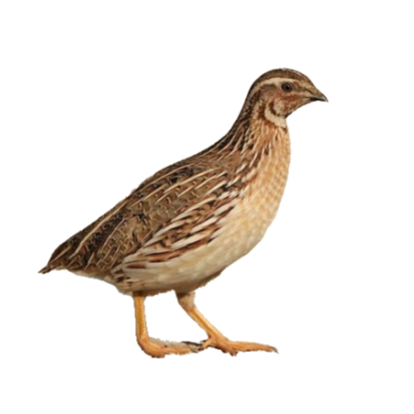 Codorniz común (Coturnix coturnix)
