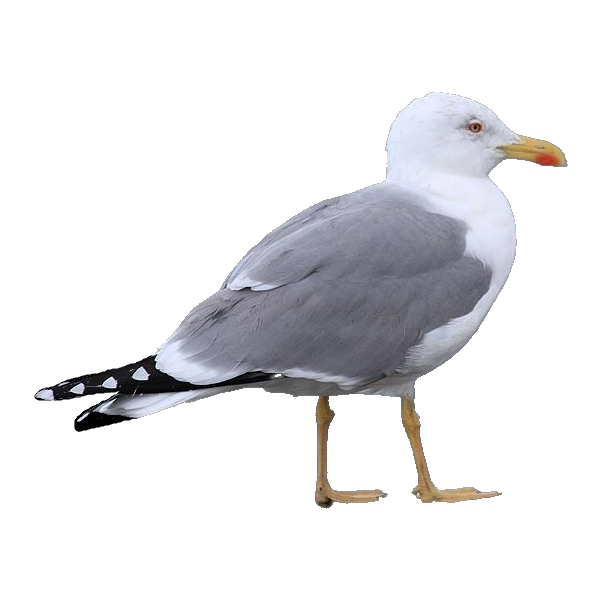 Yellow-legged gull - Larus michahellis