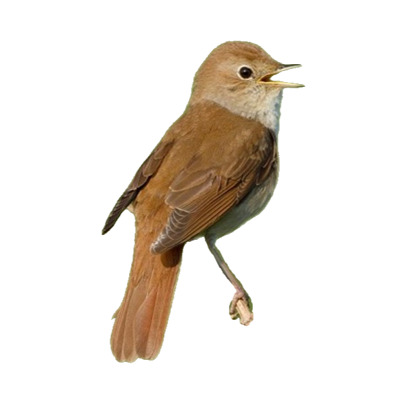 Nightingale - Luscinia megarhynchos