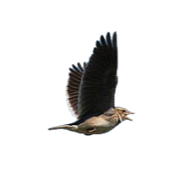 Calandria común (Melanocorypha calandra)
