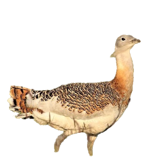 Great bustard (Otis tarda): “Big 5” Iberian steppe birds
