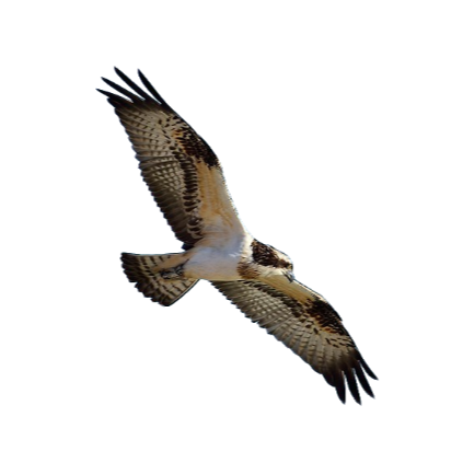 Águila pescadora - Pandion haliaetus