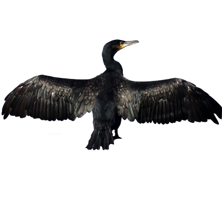 Cormorán grande - Phalacrocorax carbo