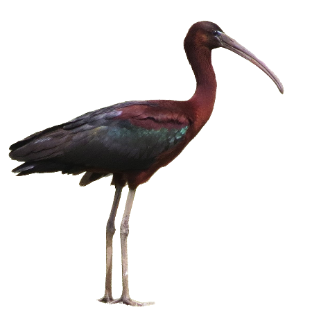 Glossy ibis - Plegadis falcinellus, Spain, Andalusia, Brazo del Este