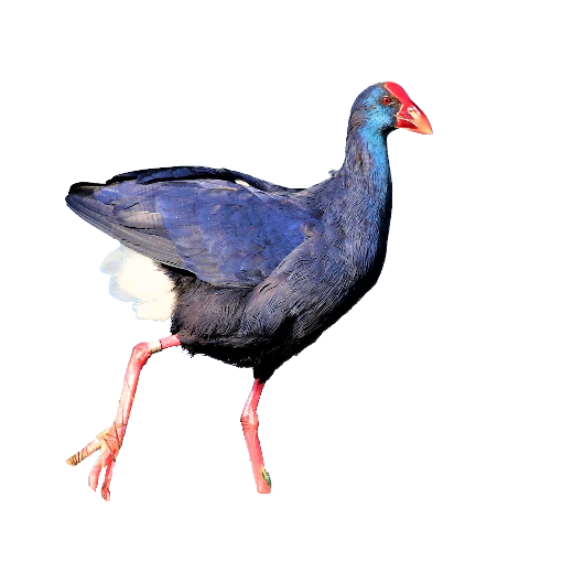 Purple swamp-hen (Porphyrio porphyrio): frequent birds in Doñana