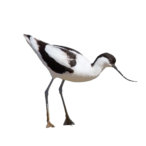 Avoceta común - Recurvirostra avosetta
