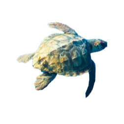 Loggerhead sea turtle (Caretta caretta): marine fauna