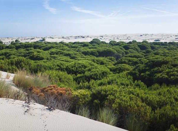 Safari tour : Dunes at Doñana