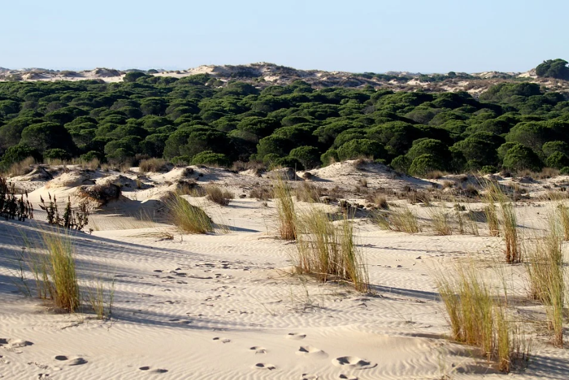 Las dunas moviles ("Corrales") de Doñana