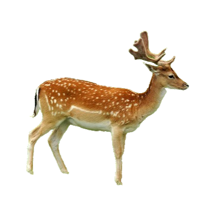 Fallow deer / Dama dama