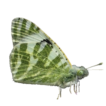 Green-striped white / Euchloe belemia