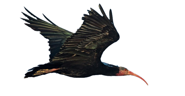 Glossy ibis / Geronticus eremita