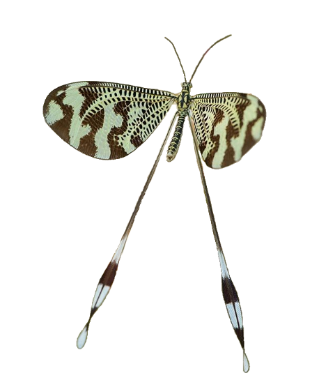 DUende ibérico / Nemoptera bipennis