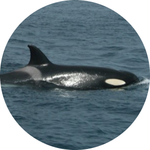 Killer whale (Orcinus orca): “Big 5” Marine fauna of the Strait of Gibraltar