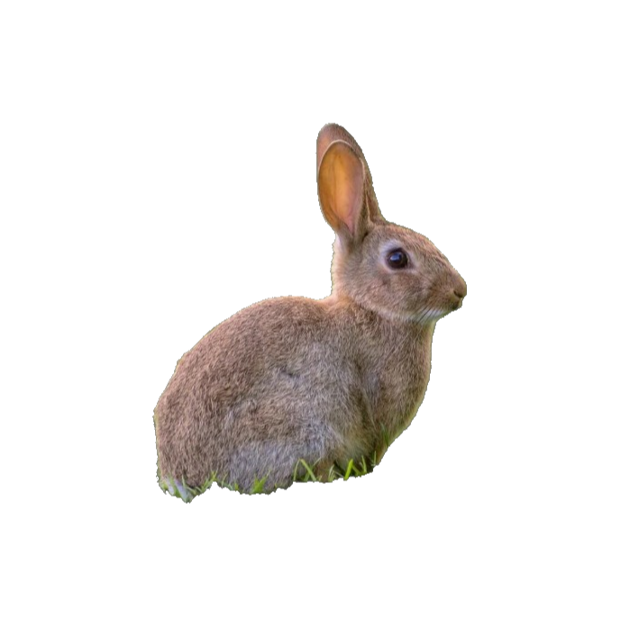 Wild rabbit / Oryctolagus cuniculus