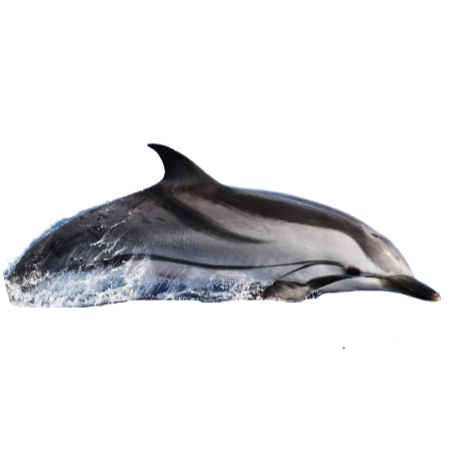 Delfin listado - Stenella coeruleoalba