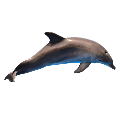 Delfin mular - Tursiops truncatus