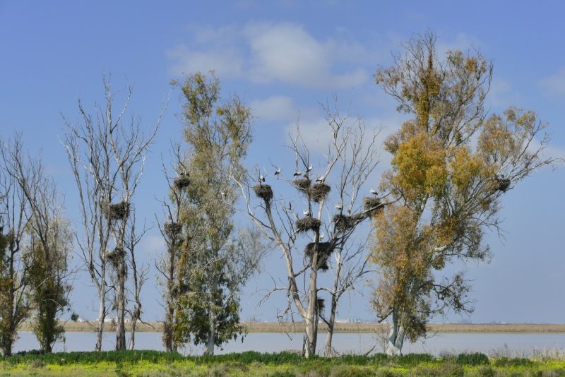 Una pajarera mixta en Doñana junto al Guadalquivir, donde abundan las aves coloniales.