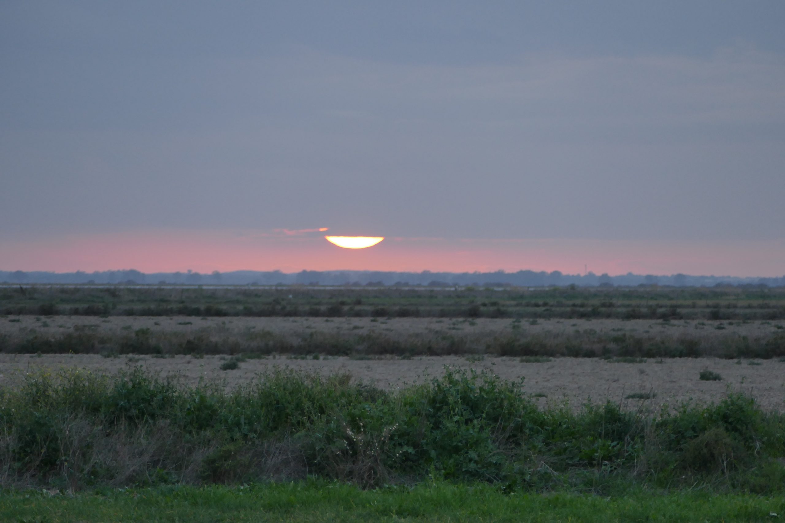 Northern Doñana: birdwatching spots within reach of Seville