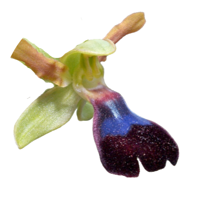 Atlantic ophrys / Ophrys atlantica