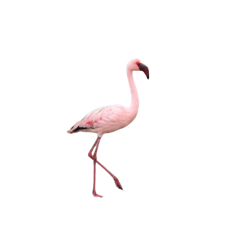 Lesser flamingo - Phoenicopterus minor / Fuente de Piedra