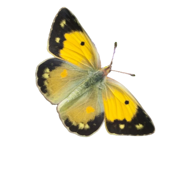 Colias croceus