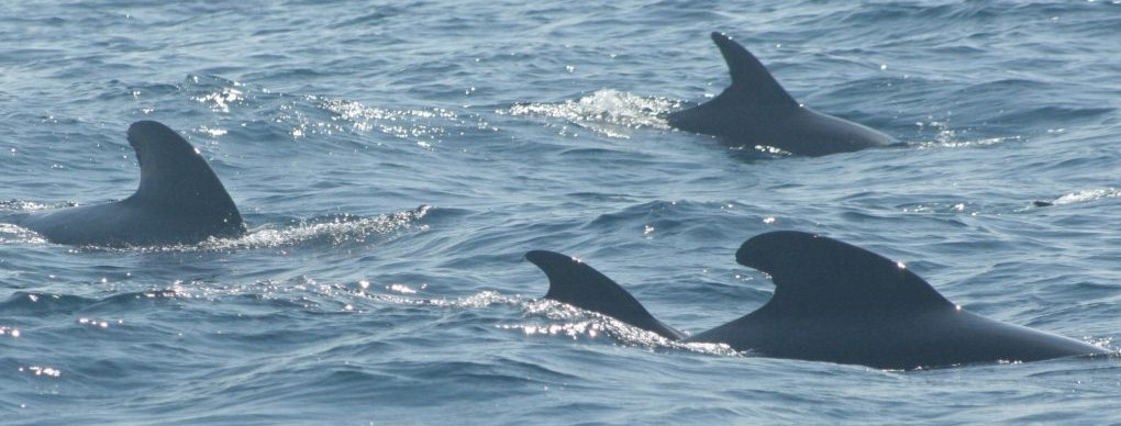 Migratory marine fauna in the waters of the Strait