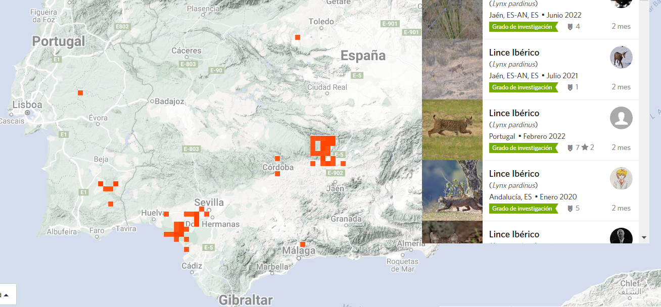 Where to look for the Iberian lynx in Spain and Portugal?