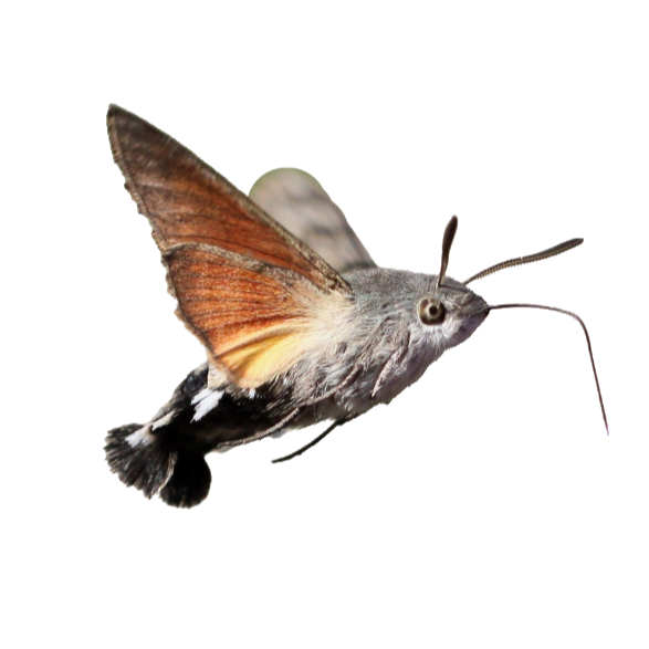 Esfinge colibrí / Macroglossum stellatarum