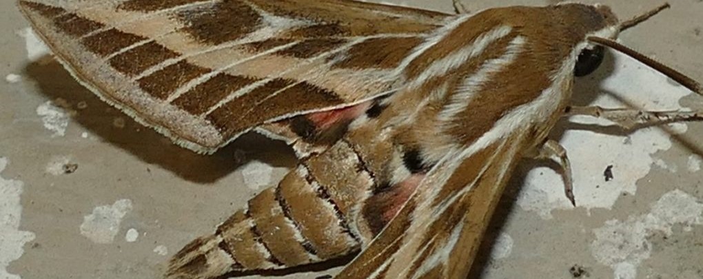 Papillons de nuits dans la Péninsule Ibérique