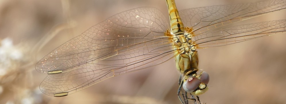 Migratory dragonflies in the Mediterranean basin