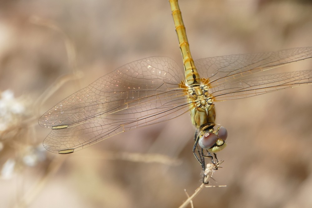 Migratory dragonflies in the Mediterranean basin