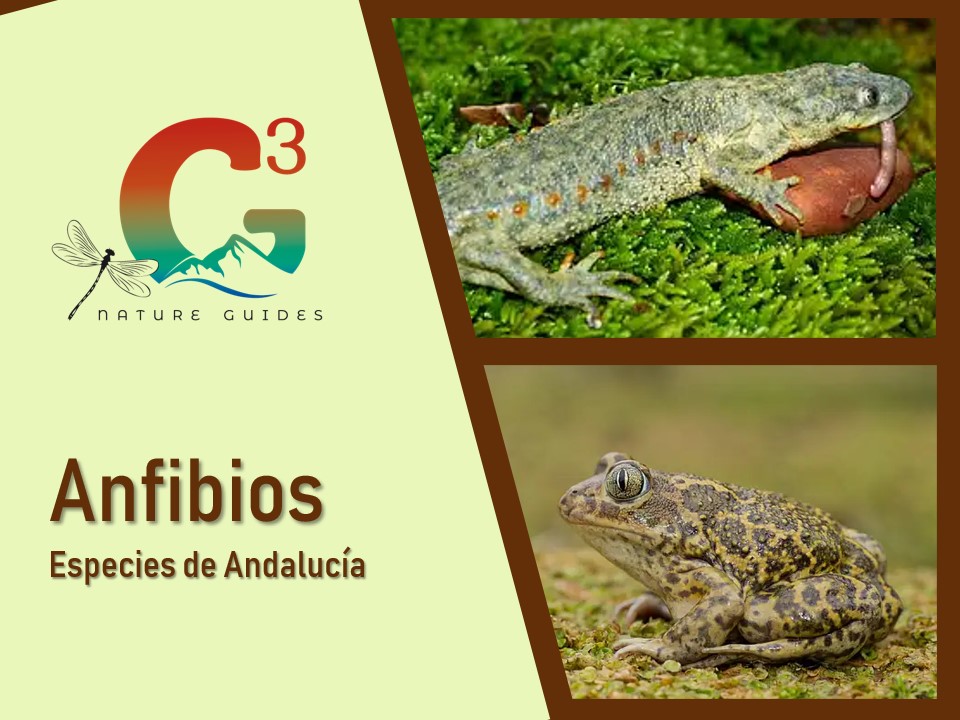 Anfibios en Andalucía