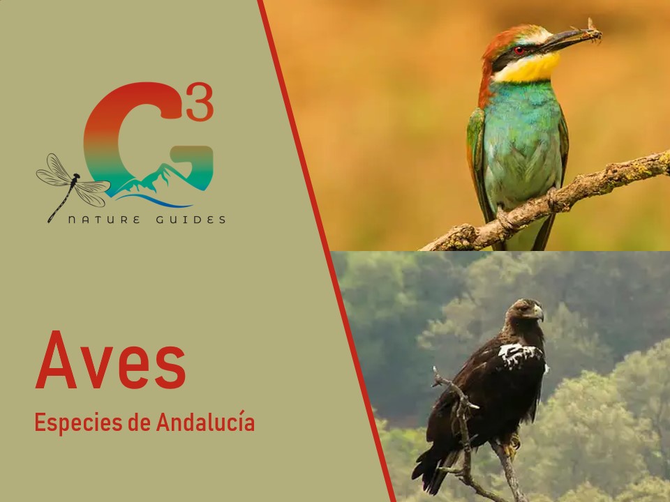 Aves de Andalucía