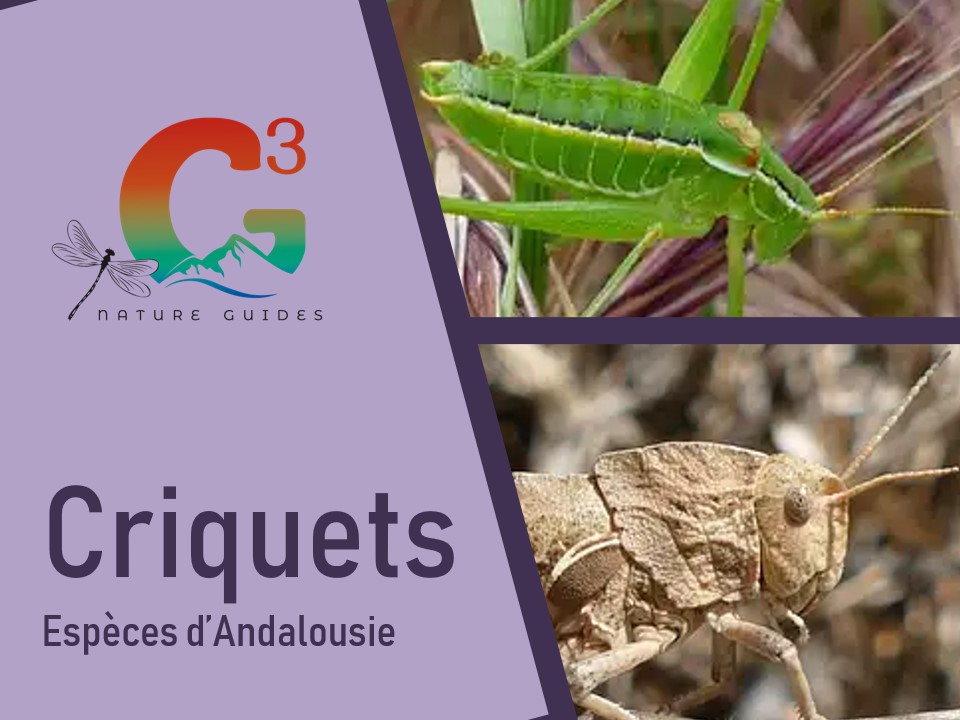 Orthoptères en Andalousie